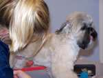 WASH N' WAGS - Pet Grooming and Self Wash, Walk-In Nail Trims, Daycare & Boarding in Grand Rapids Michigan