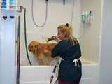 WASH N' WAGS - Pet Grooming and Self Wash, Walk-In Nail Trims, Daycare & Boarding in Grand Rapids Michigan